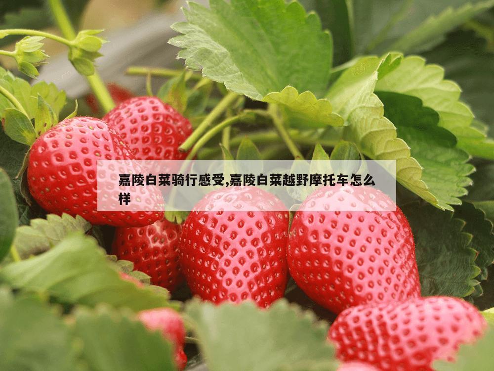 嘉陵白菜骑行感受,嘉陵白菜越野摩托车怎么样